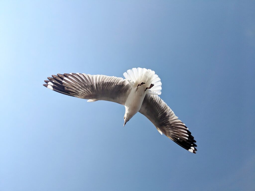 Seagull-1
